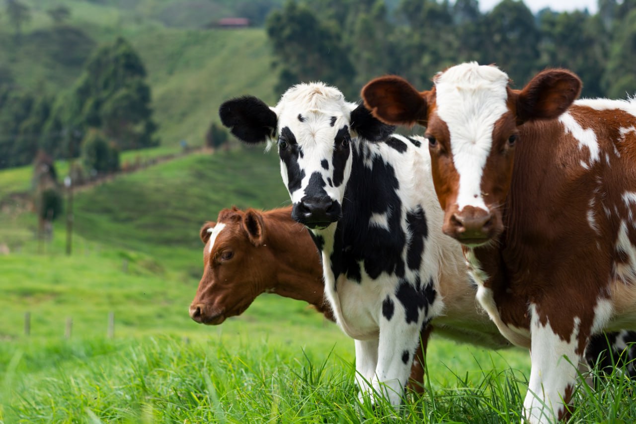 Veterinary Medicine